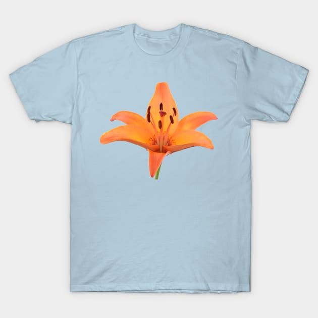 Lilium  &#39;Orange Pixie&#39;  Dwarf Asiatic lily T-Shirt by chrisburrows